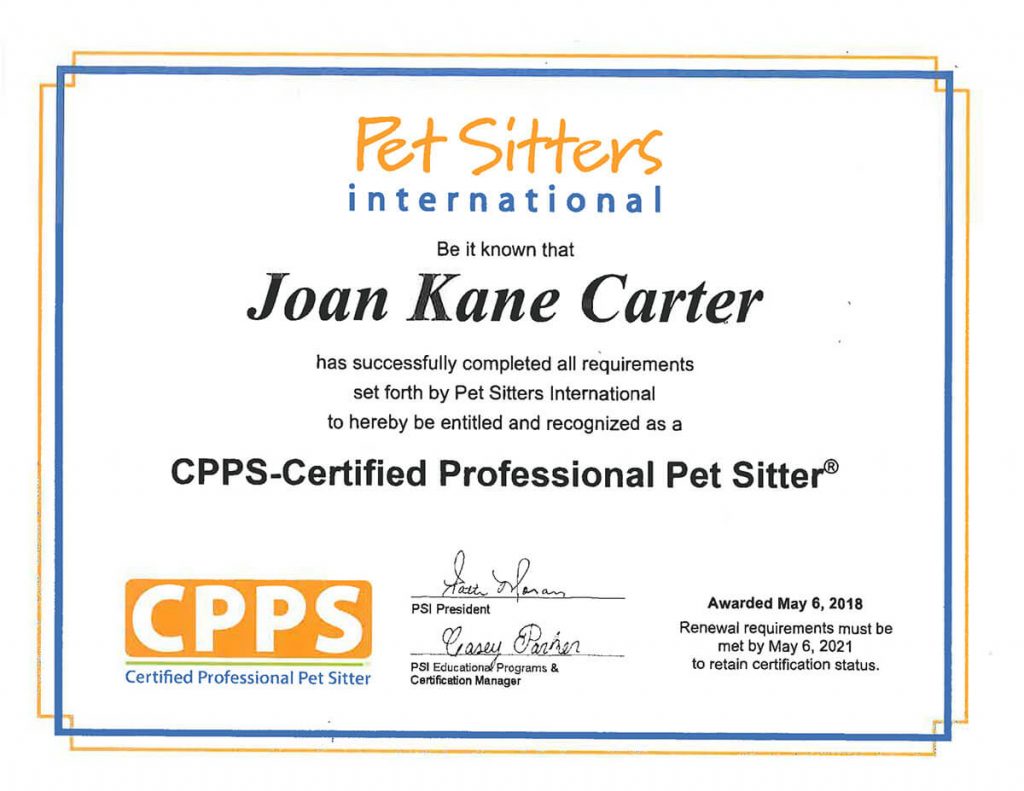 Where to Find Pet Sitters While on Vacation in New Smyrna Beach The